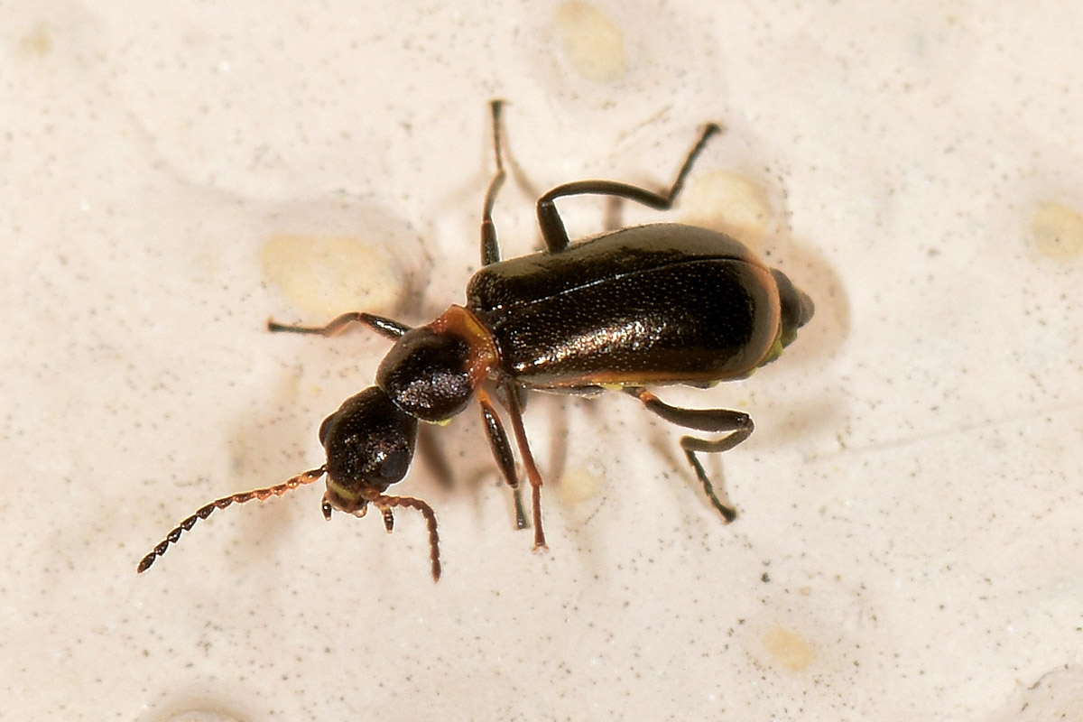 Malachiidae: Sphinginus lobatus ? S !